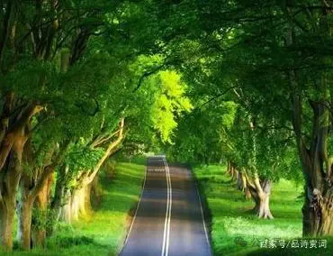 一诗一评|弗罗斯特:未选择的路 图片