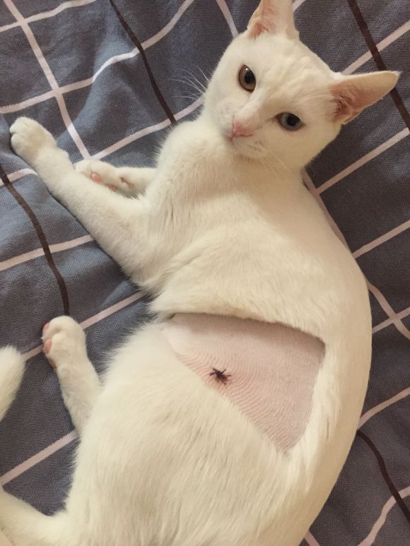 母猫绝育手术 到底是正切好 还是侧切好 培训 维宠宠物导航网