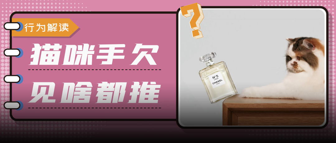 老年猫杀手u201d慢性肾病，该如何预防和养护？ - 全网搜