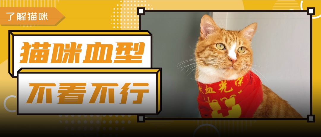 老年猫杀手u201d慢性肾病，该如何预防和养护？ - 全网搜