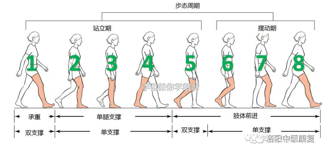 步态分析上曲线怎么解读第85期【康复讲堂】武强强主管治疗师：《步态分析》_https://www.jmylbn.com_新闻资讯_第11张