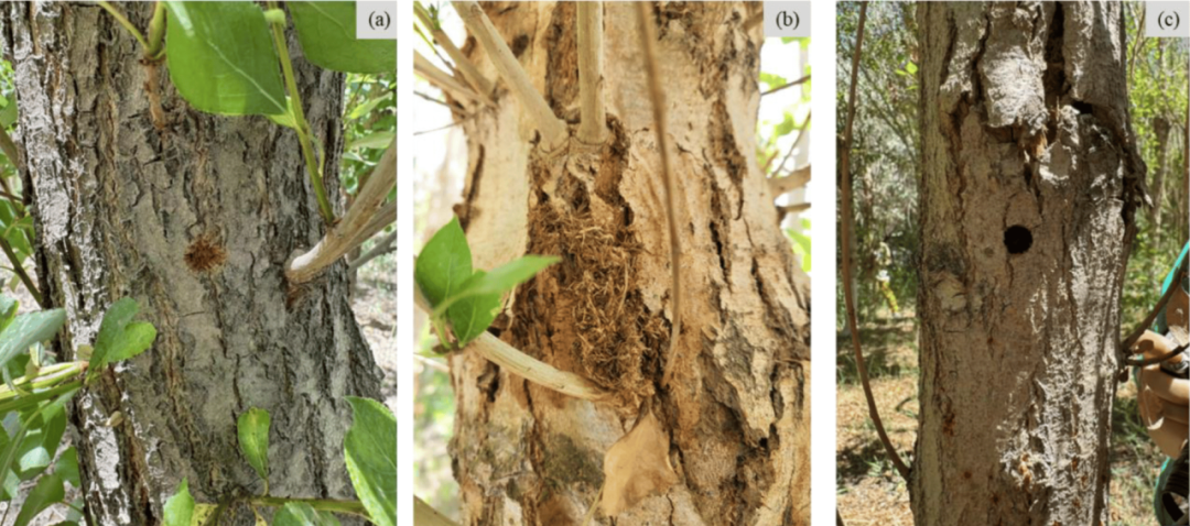 使用高光谱和激光雷达数据区分杨树林中的生物胁迫和非生物胁迫
