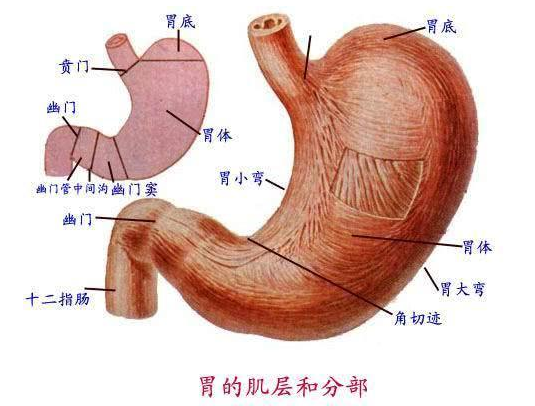 胃角和胃窦的位置图图片