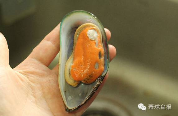 青口贝想要清洗干净只需4步