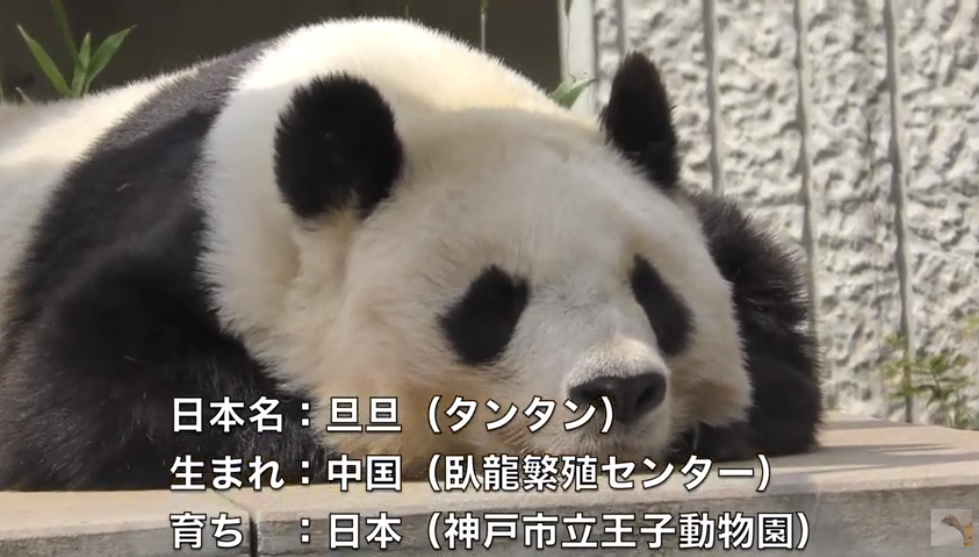 旅日20年大熊猫即将回国，日本人不想还了： 崽崽别走！（组图） - 2