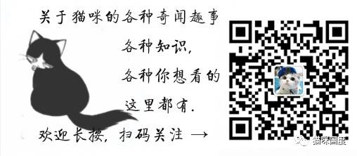 狗狗很兇地對著貓咪叫，結果反而被貓咪揍 寵物 第6張