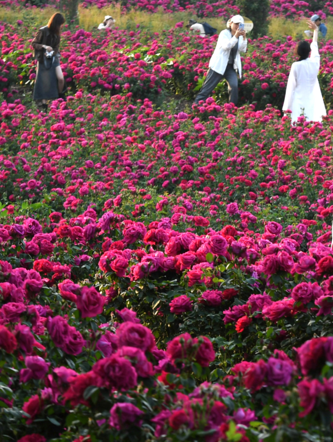 五一要不要考虑一下来昆明看花海呢?