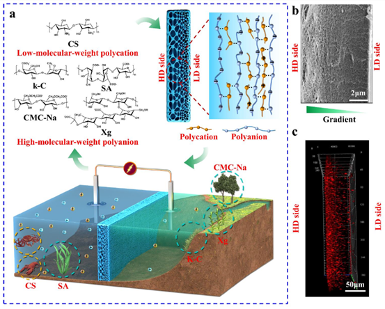 《德国应化》理化所江雷院士、青岛大学随欣/范汶鑫/隋坤艳：抗膨胀梯度聚电解质水凝胶膜作为高性能渗透能发电机的图2