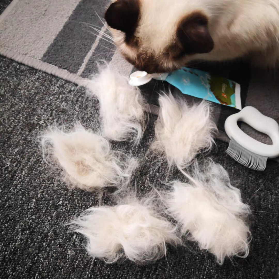 我家的猫从不掉毛 真的 萌爪医生 二十次幂