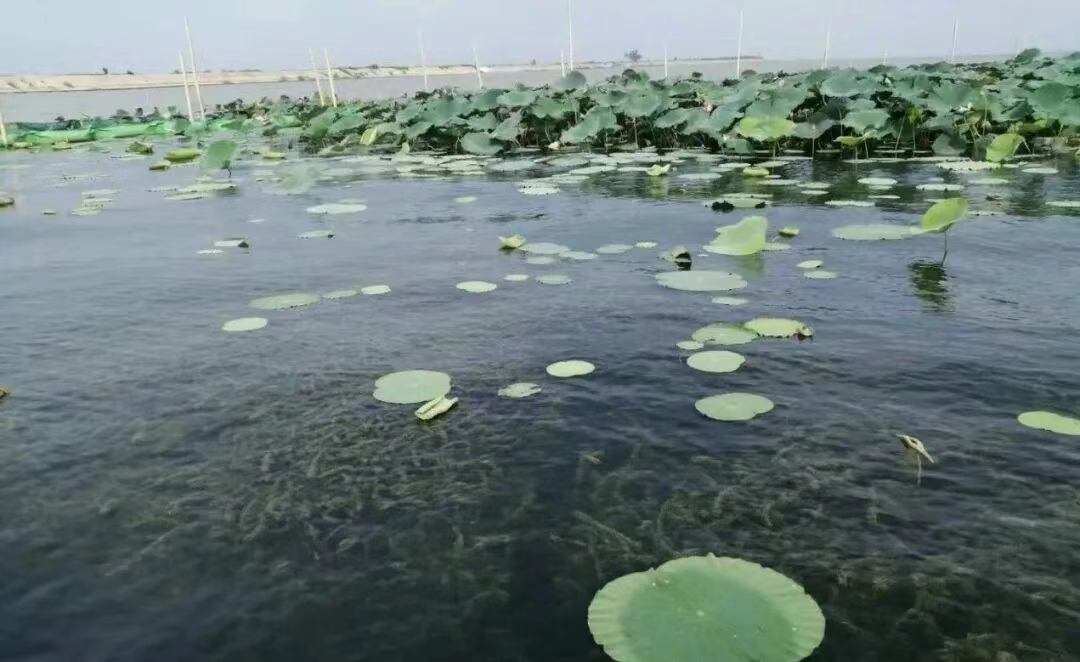 《河湖底泥洗脱净化工程设计标准》11月起正式施行