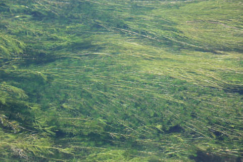 《河湖污染底泥洗脱净化暨生境修复工程技术规程》编制工作正式启动