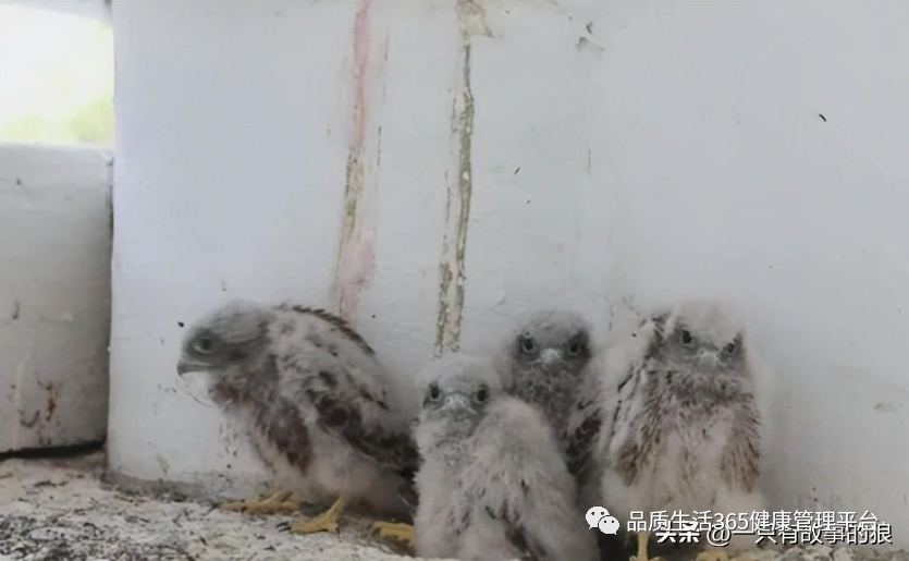 “掏鸟案”男子出狱，身价1500万
