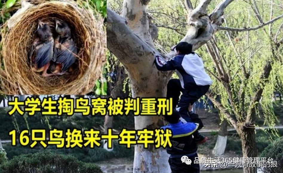 “掏鸟案”男子出狱，身价1500万