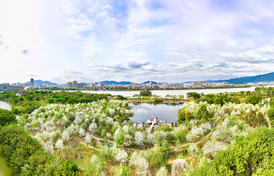 △往年梨花盛开的美景。梁亮 摄