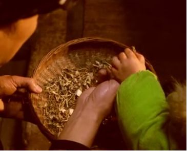 自幼习医 传承苗医苗药精粹