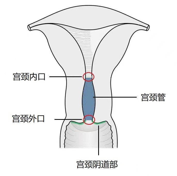 宫颈图片欣赏图片