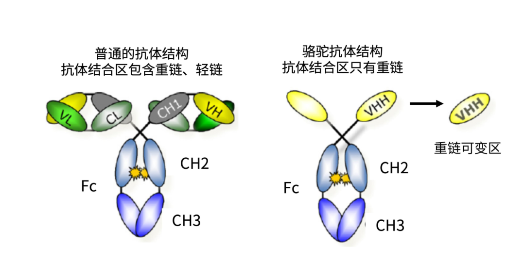 什么皮给药治30秒给药！重塑免疫治疗体验—皮下注射PD-L1抑制剂开启免疫优化治疗新时代_https://www.jmylbn.com_新闻资讯_第4张