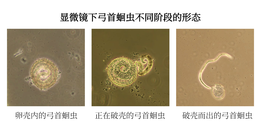 寵物不出門體內就沒寄生蟲？看不見的致命威脅更可怕…… 寵物 第3張