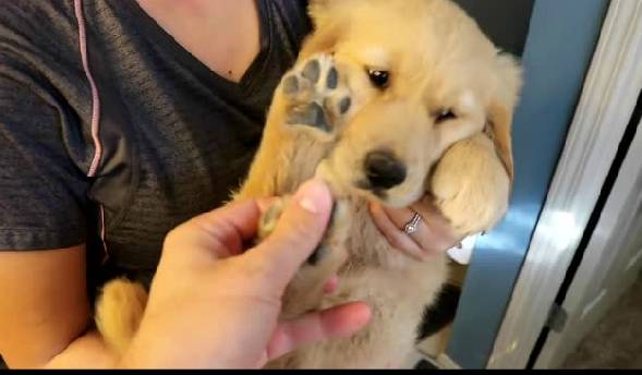 小金毛第一次尝试洗澡，没想到竟如此……