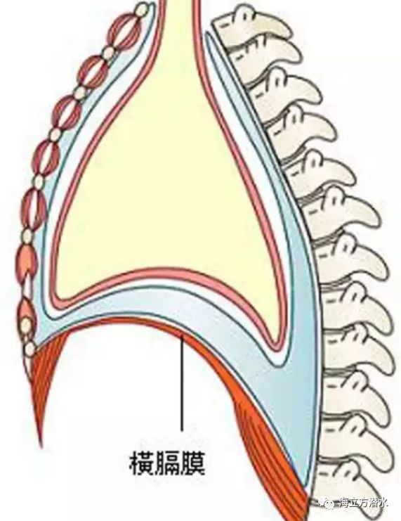 自由潜 超体 之二 核心的呼吸你会了吗 海立方潜水 微信公众号文章阅读 Wemp