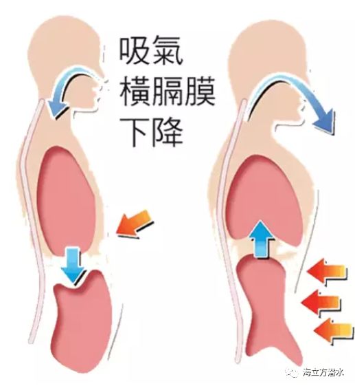 自由潜 超体 之二 核心的呼吸你会了吗 海立方潜水 微信公众号文章阅读 Wemp