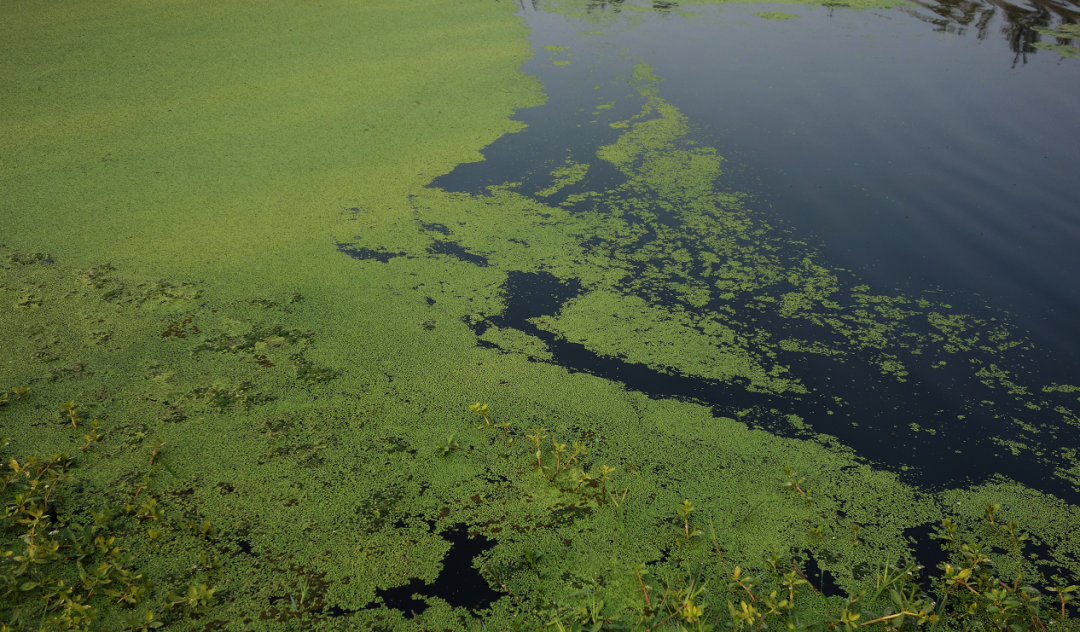 例如:太湖流域水体富营养化事件从而引发水体中产生异味事件,影响居民