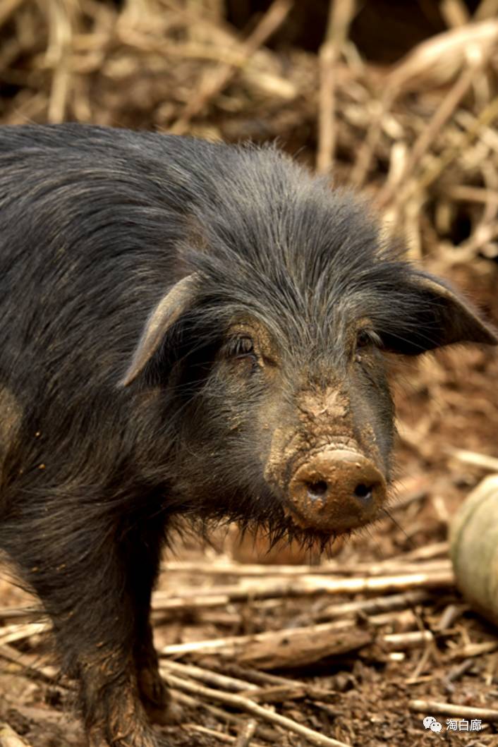 人间仙境一湖水,天鹅山上藏香猪