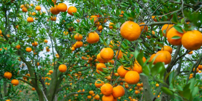 将整合平台资源,通过直播等电商主流形式,将普宁蕉柑带给更多的群众