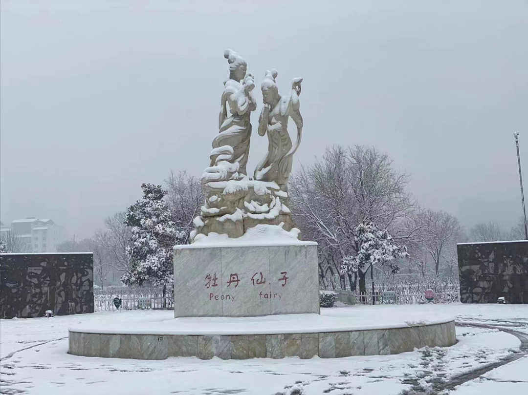 高清大圖雪後的曹州牡丹園驚豔了菏澤