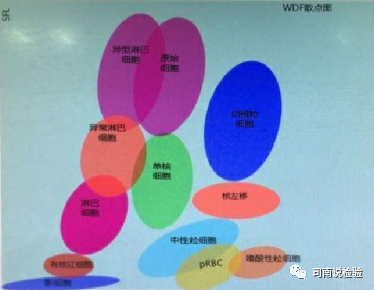 血常规用什么仪器检查血常规检验 - 白细胞散点图（上）_https://www.jmylbn.com_新闻资讯_第2张