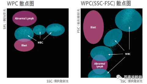 血常规用什么仪器检查血常规检验 - 白细胞散点图（上）_https://www.jmylbn.com_新闻资讯_第7张