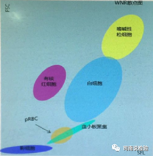 血常规用什么仪器检查血常规检验 - 白细胞散点图（上）_https://www.jmylbn.com_新闻资讯_第4张