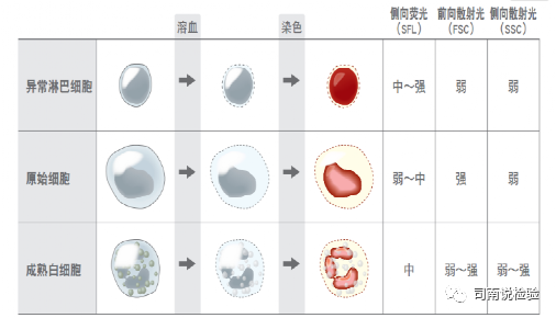 血常规用什么仪器检查血常规检验 - 白细胞散点图（上）_https://www.jmylbn.com_新闻资讯_第8张