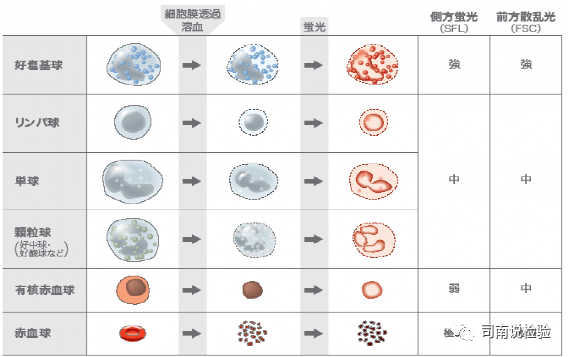 血常规用什么仪器检查血常规检验 - 白细胞散点图（上）_https://www.jmylbn.com_新闻资讯_第5张