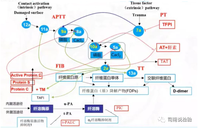 凝血分什么系统抗凝系统-抗凝系统组成-上海聚慕医疗器械有限公司