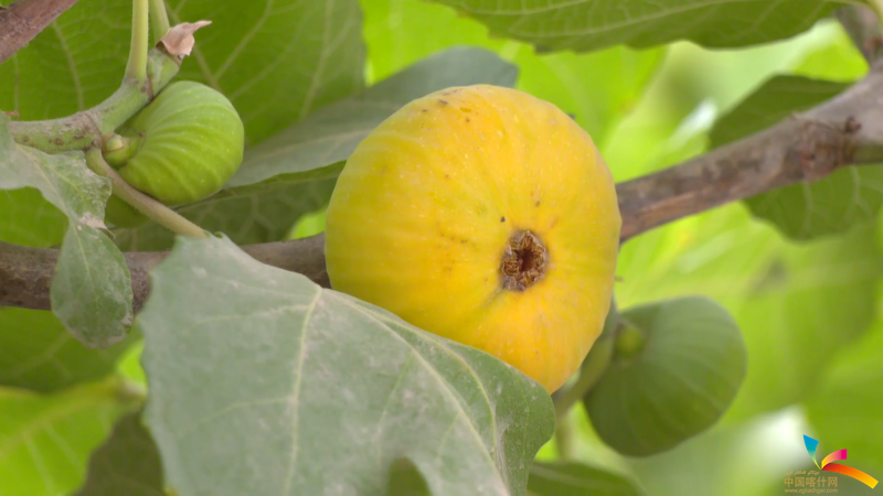 一颗颗金黄的无花果挂满枝头。