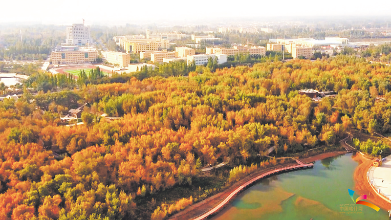 伽师县城中胡杨生态景区。（资料图片）