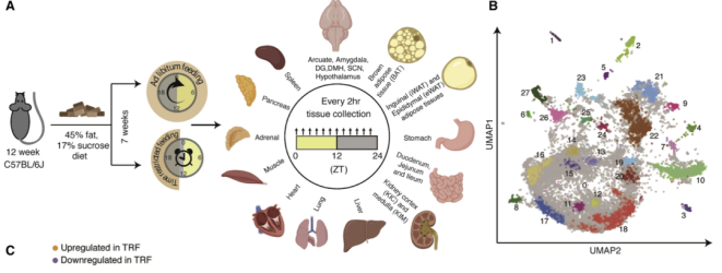 FitQ水母健康-生酮饮食