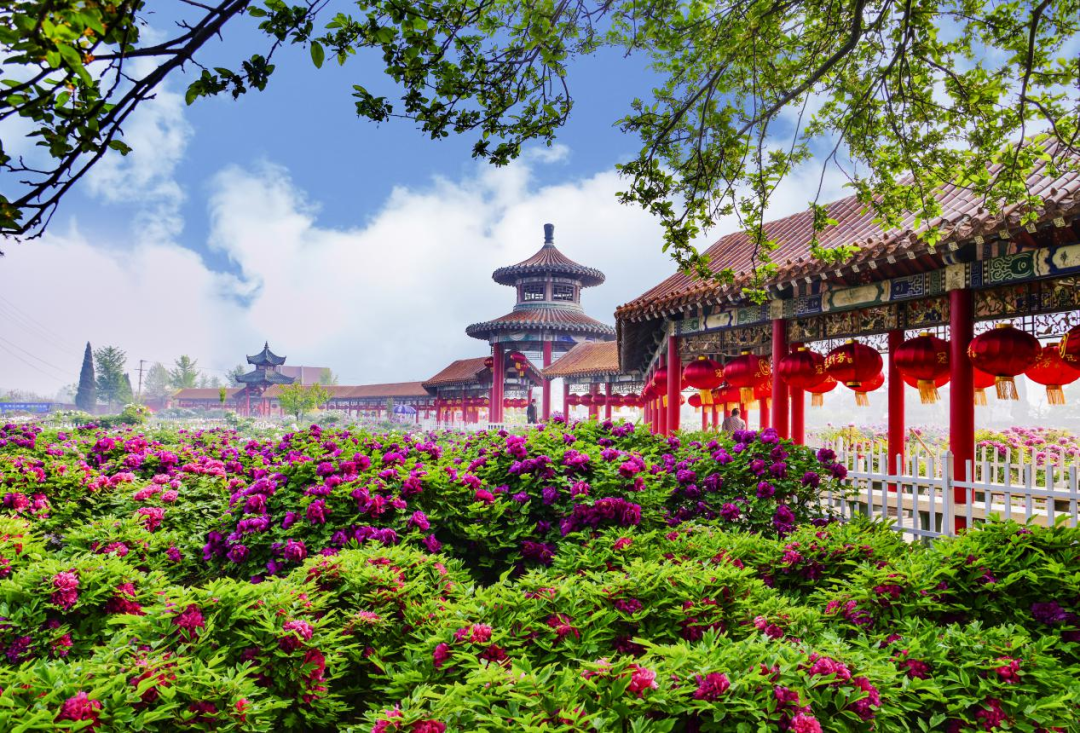 老菏泽人带你玩转各大牡丹园!