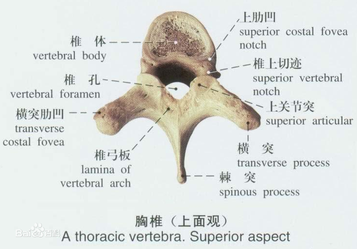 人体椎体结构图名称图片