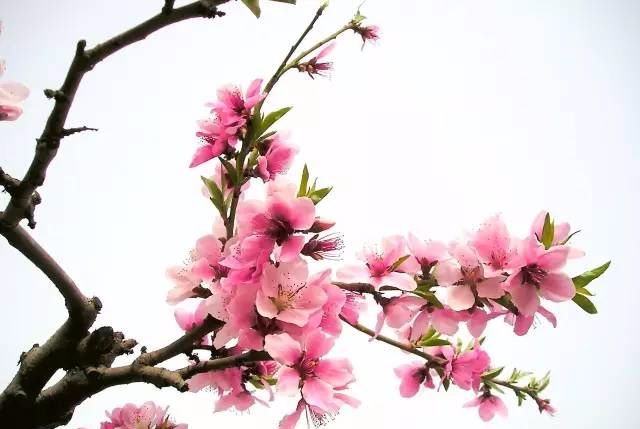 风水 院子里真的不能栽桃树吗 今天又出大事了 微信公众号文章阅读 Wemp