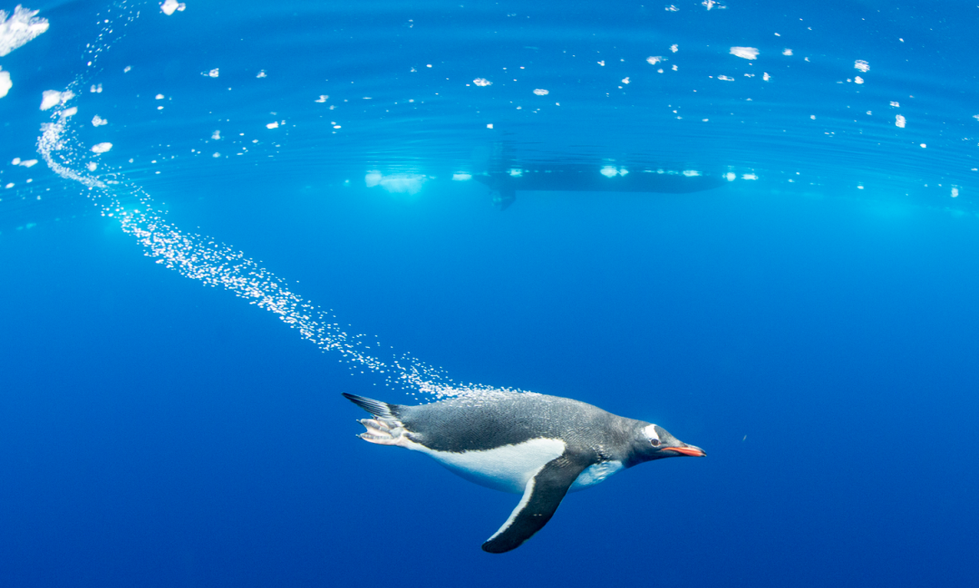 动物教会我的流体力学的图3