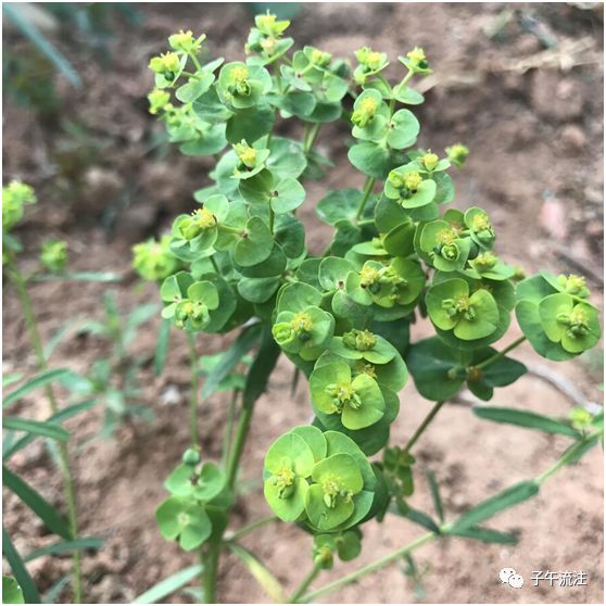 当地常见的中药图片欣赏