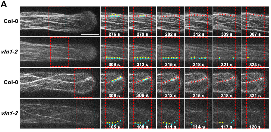 Plant Physiol 沈阳农业大学揭示根毛生长中细胞骨架的分子机制 植物科学最前沿 二十次幂