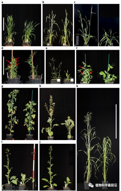 Nat Protoc 生长室中加速作物育种和模式植物研究的方法 植物科学最前沿 微信公众号文章阅读 Wemp