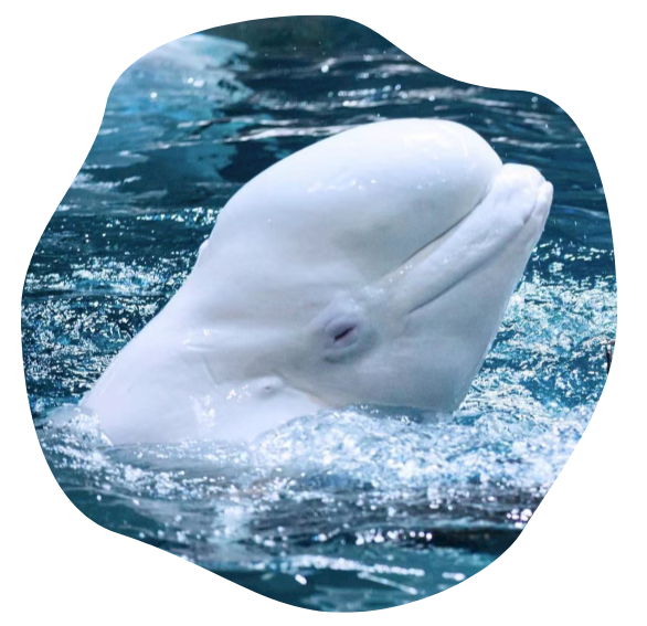 【春节特惠】杭州长乔极地儿童票，还有春节鲸喜特别演出~近距离观看极地海洋生物~带你了解深海故事！