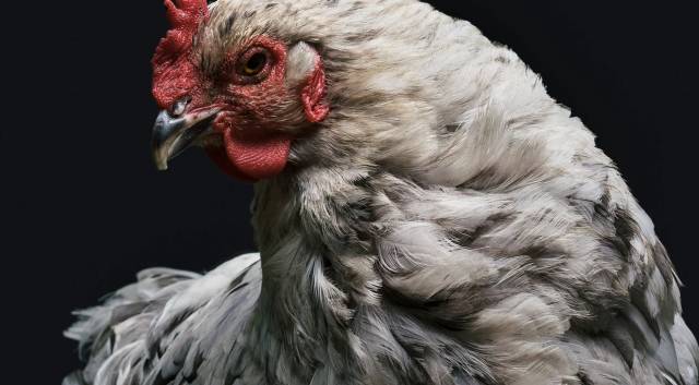 身高1米2的中国真鸡霸把外国人给整懵逼了这货不是恐龙吗