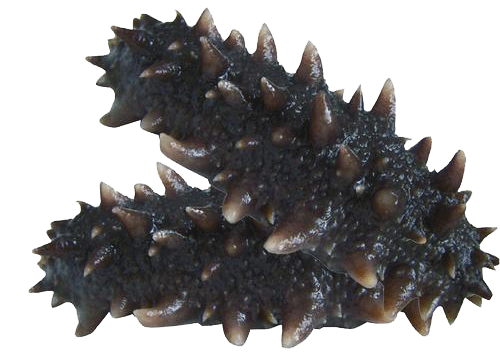 提高试管婴儿成功率，需要给你的精子加点“料”！