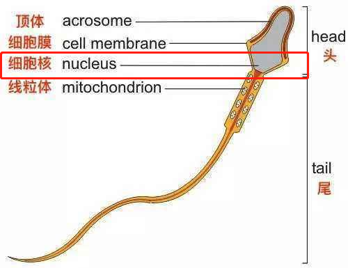 试管知识 | 精子畸形率高会导致胎儿畸形吗?