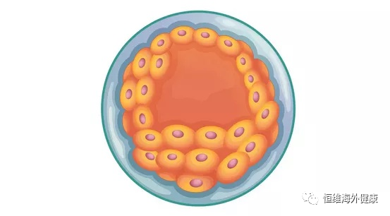 试管百科：难过“高考”，逼哭选择恐惧症的试管养囊！